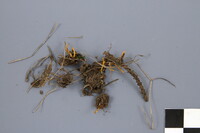 Clavulinopsis laeticolor image